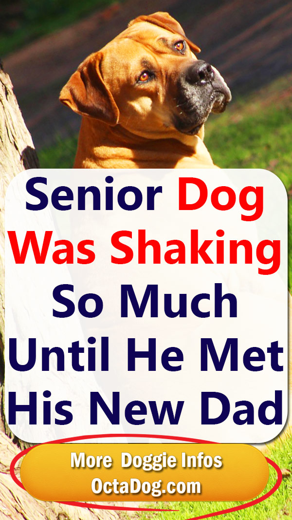 ¡Un perro anciano temblaba mucho hasta que conoció a su nuevo padre!