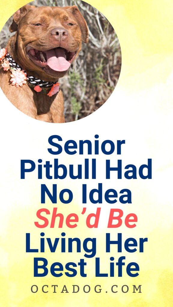 Senior Pitbull Had No Idea She’d Be Living Her Best Life / Canva