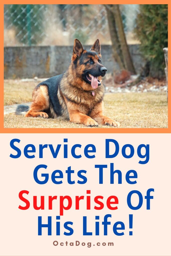 Un perro de servicio recibe la sorpresa de su vida / Canva