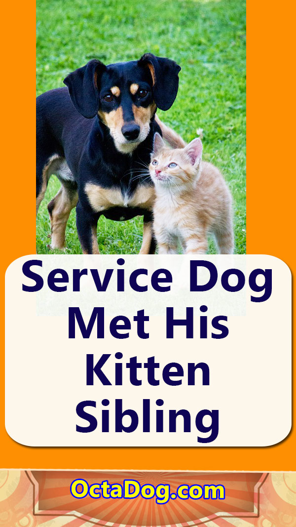Service Dog Met His Kitten Sibling