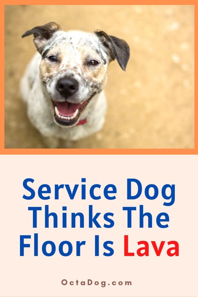 Service Dog Thinks The Floor Is Lava / Canva