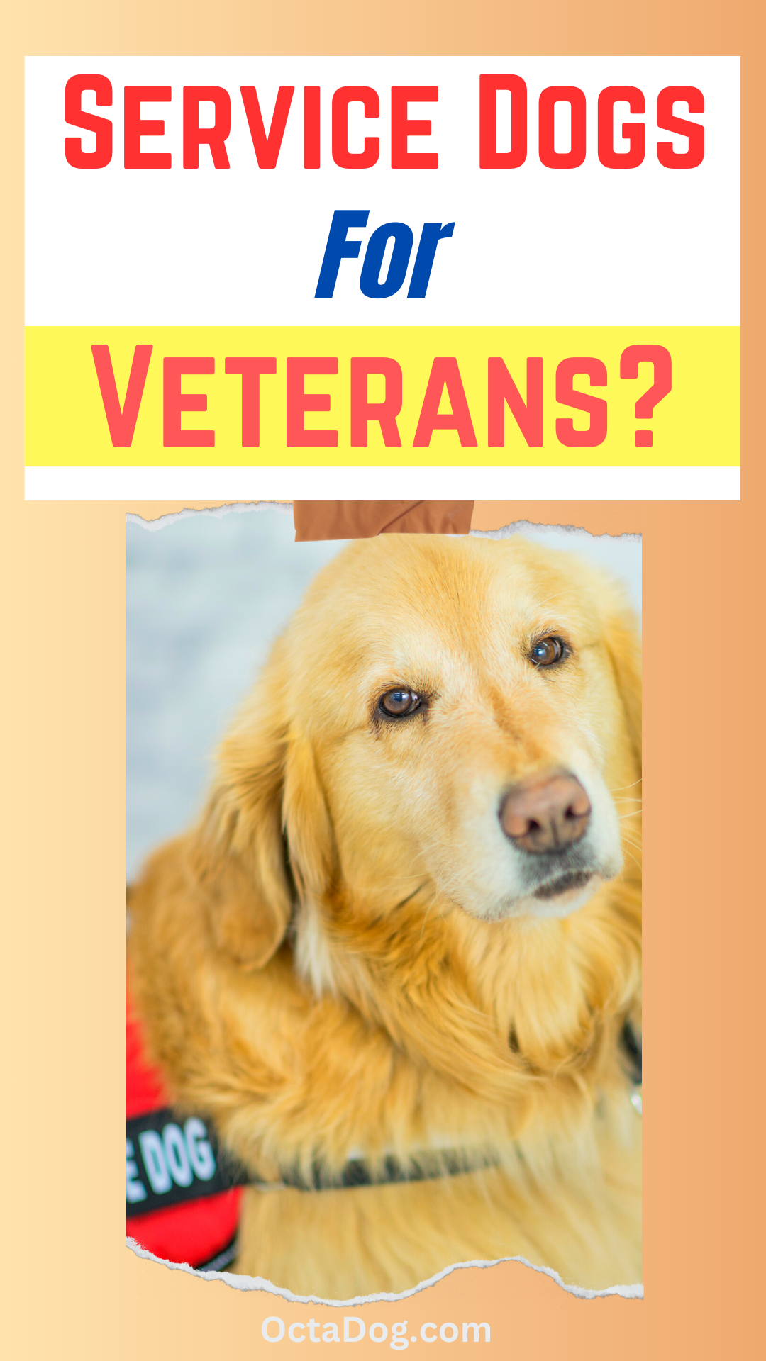 Service Dogs for Veterans / Canva