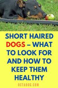 Short Haired Dogs – What to look for and how to keep them healthy