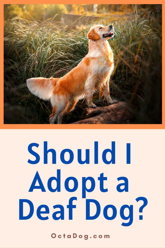 Should I Adopt a Deaf Dog / Canva
