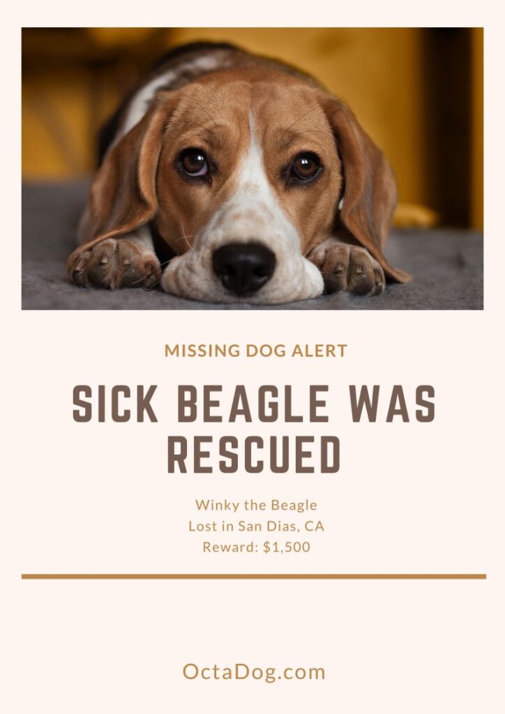 Sick Beagle Was Rescued