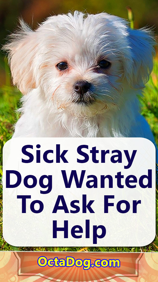 Sick Stray Dog Wanted To Ask For Help