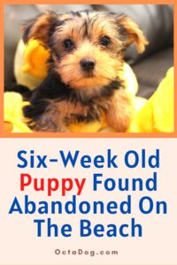 Six-Week Old Puppy Found Abandoned On The Beach / Canva