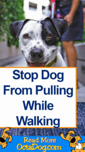 Stop Dog From Pulling While Walking