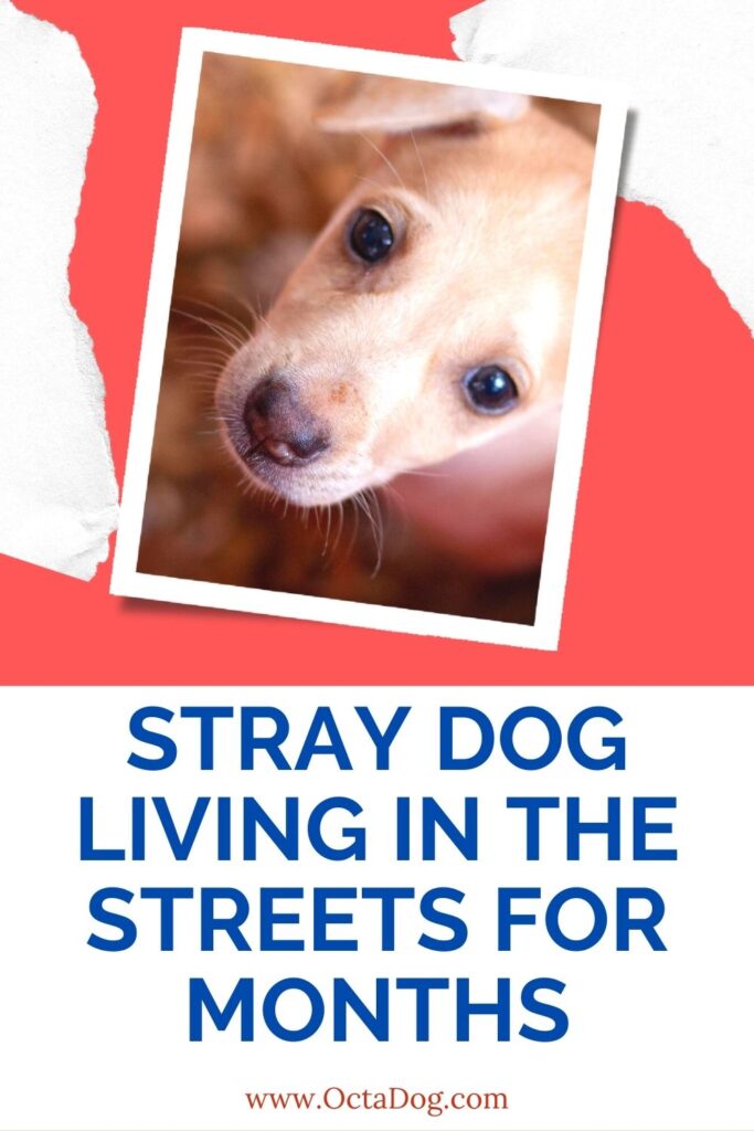 Perro callejero que vive en la calle desde hace meses