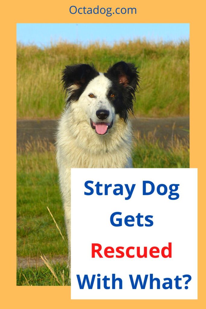 Straydog Gets Rescued