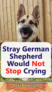 Stray German Shepherd Would Not Stop Crying