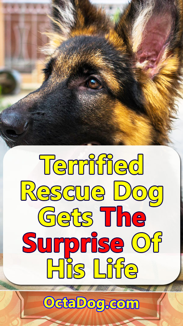 Un perro de rescate aterrorizado se lleva la sorpresa de su vida