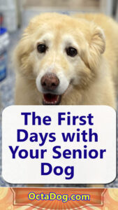 The First Days with Your Senior Dog
