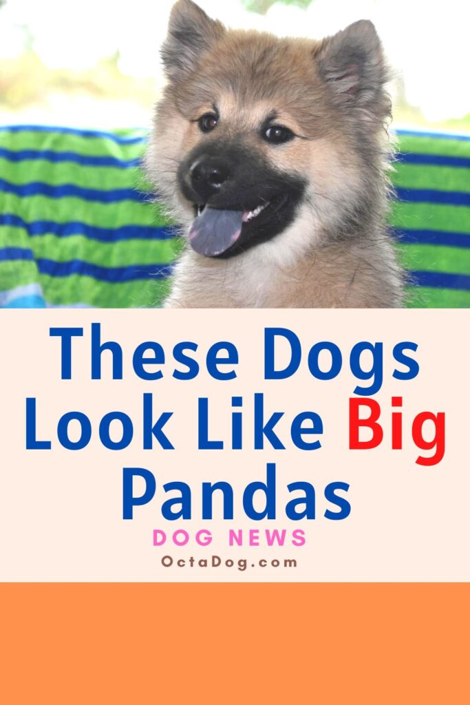 Estos perros parecen grandes pandas
