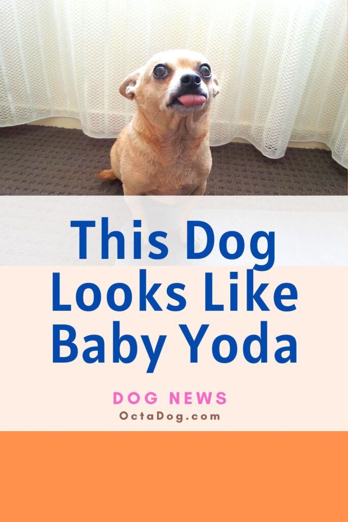Este perro se parece mucho al bebé Yoda