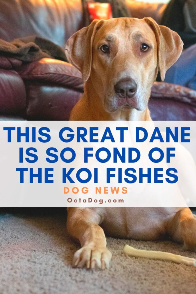 A este gran danés le encantan los peces koi