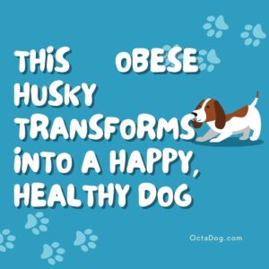 This Obese Husky Transforms Into A Happy, Healthy Dog