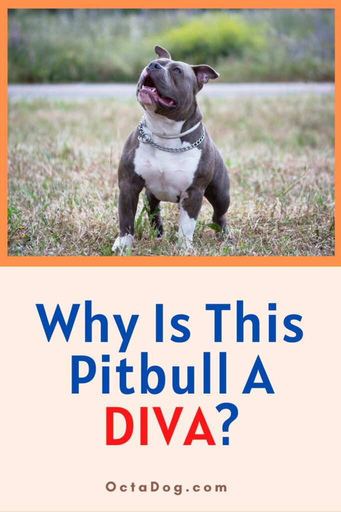 This Pitbull Is A DIVA