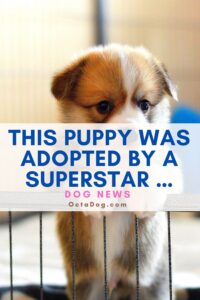 This Puppy Was Adopted By A Superstar
