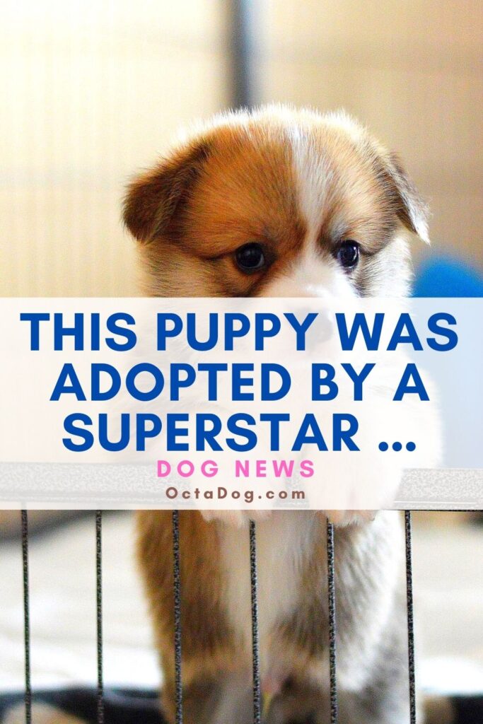 Este cachorro fue adoptado por una superestrella