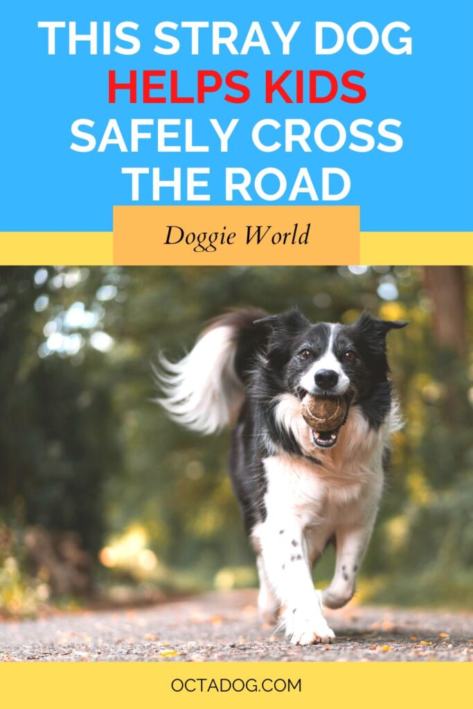 Este perro callejero ayuda a los niños a cruzar la carretera con seguridad