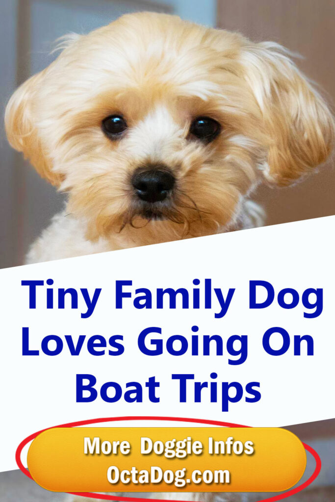  Al pequeño perro de la familia le encanta ir de viaje en barco 