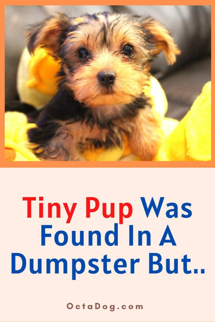 Tiny Pup Was Found In A Dumpster / Canva