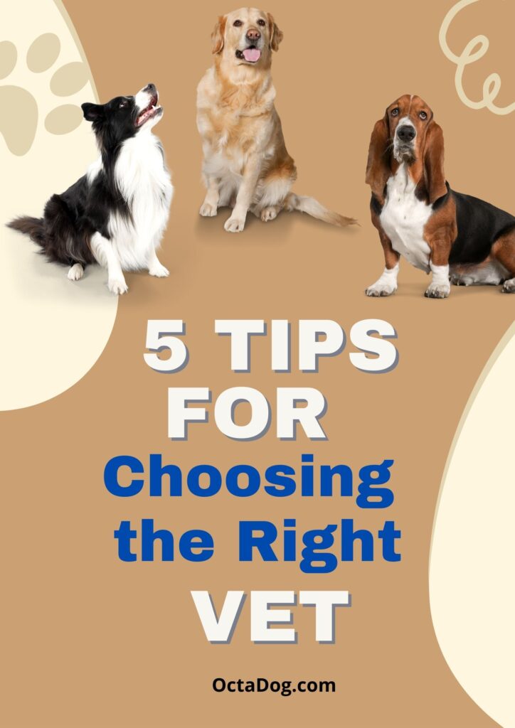 Tips for choosing the right vet / Canva