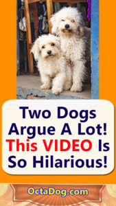 Two Dogs Argue A Lot! This VIDEO Is So Hilarious!