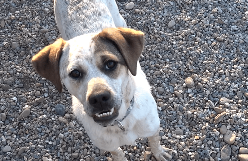 No One Wants To Adopt Rescue Dog With Underbite – But ….