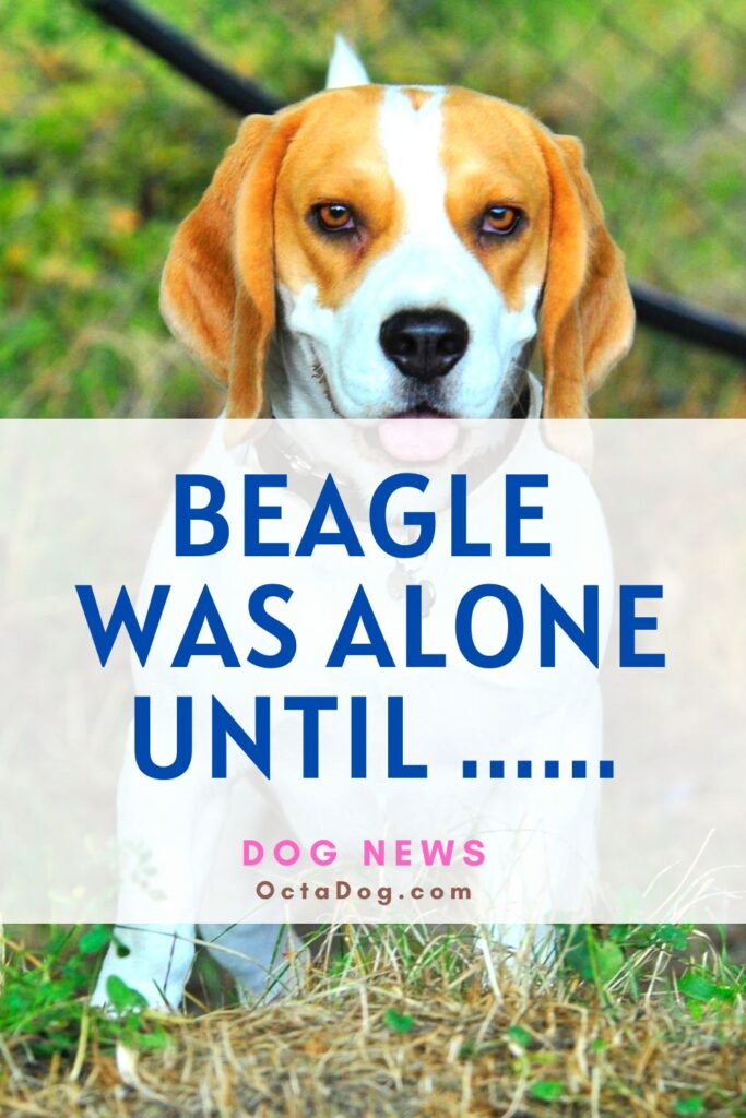 Beagle Was Alone Until