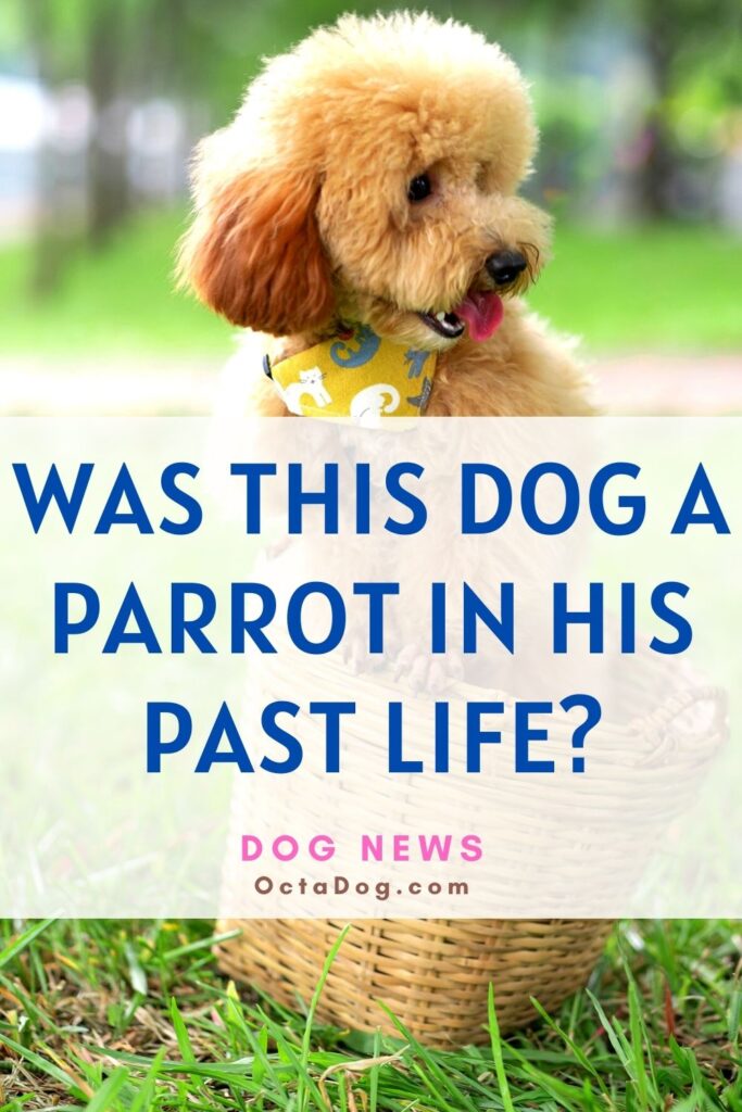 ¿Este perro fue un loro en su vida pasada?