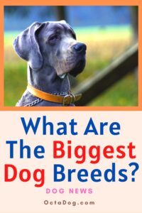 What Are The Biggest Dog Breeds