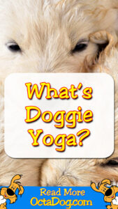 Whats Doggie Yoga