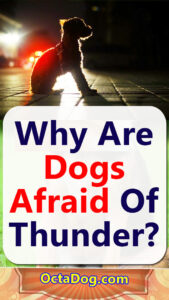 Dog Afraid of Thunder