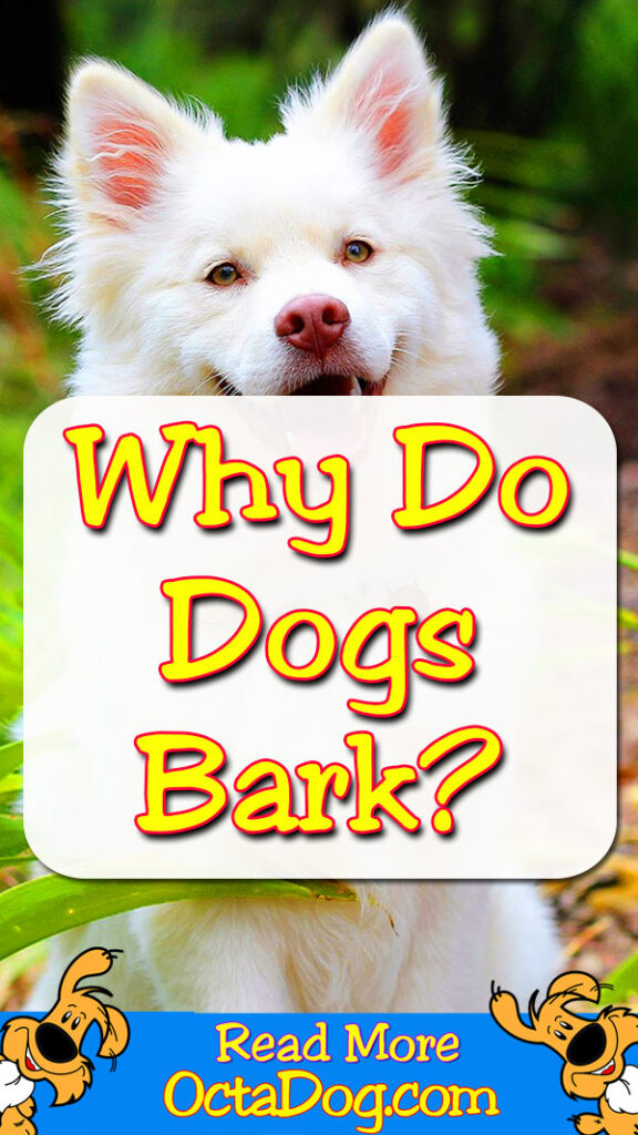 ¿Por qué ladran los perros?