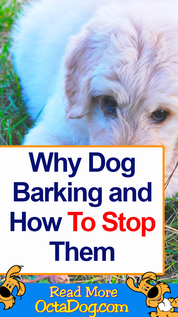 Why Dog Barking And How To Stop Them