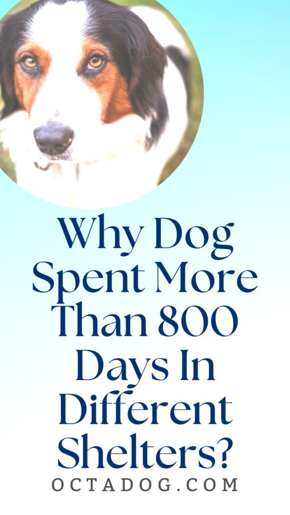 Why Dog Spent More Than 800 Days In Different Shelters? / Canva