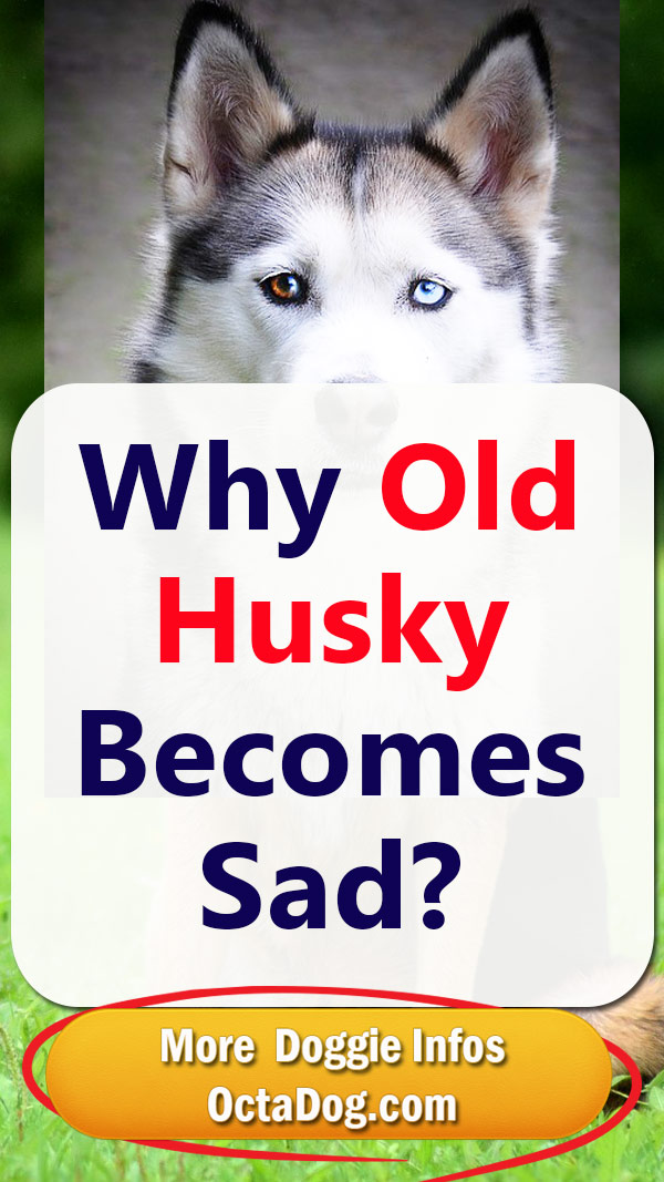 Por qué el Husky se pone triste