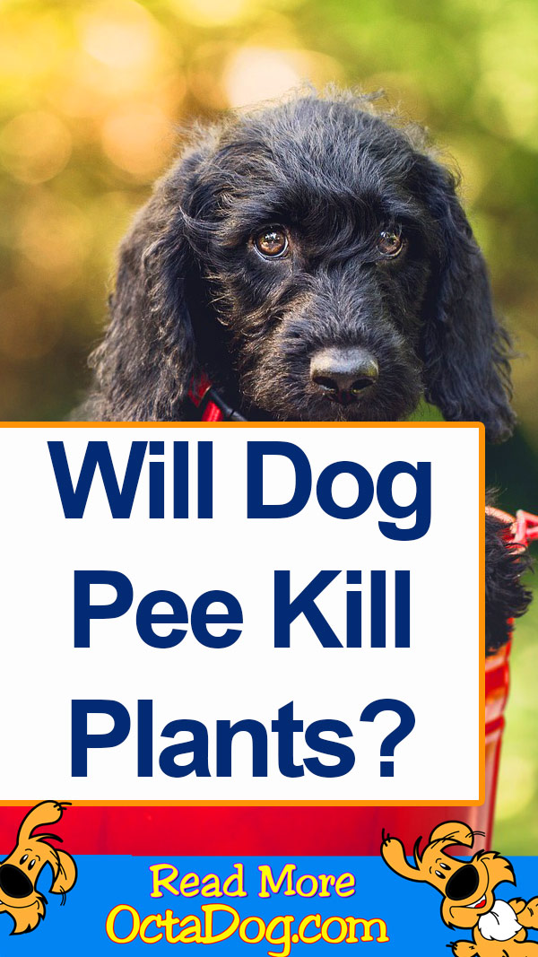 ¿El pis de perro mata las plantas?