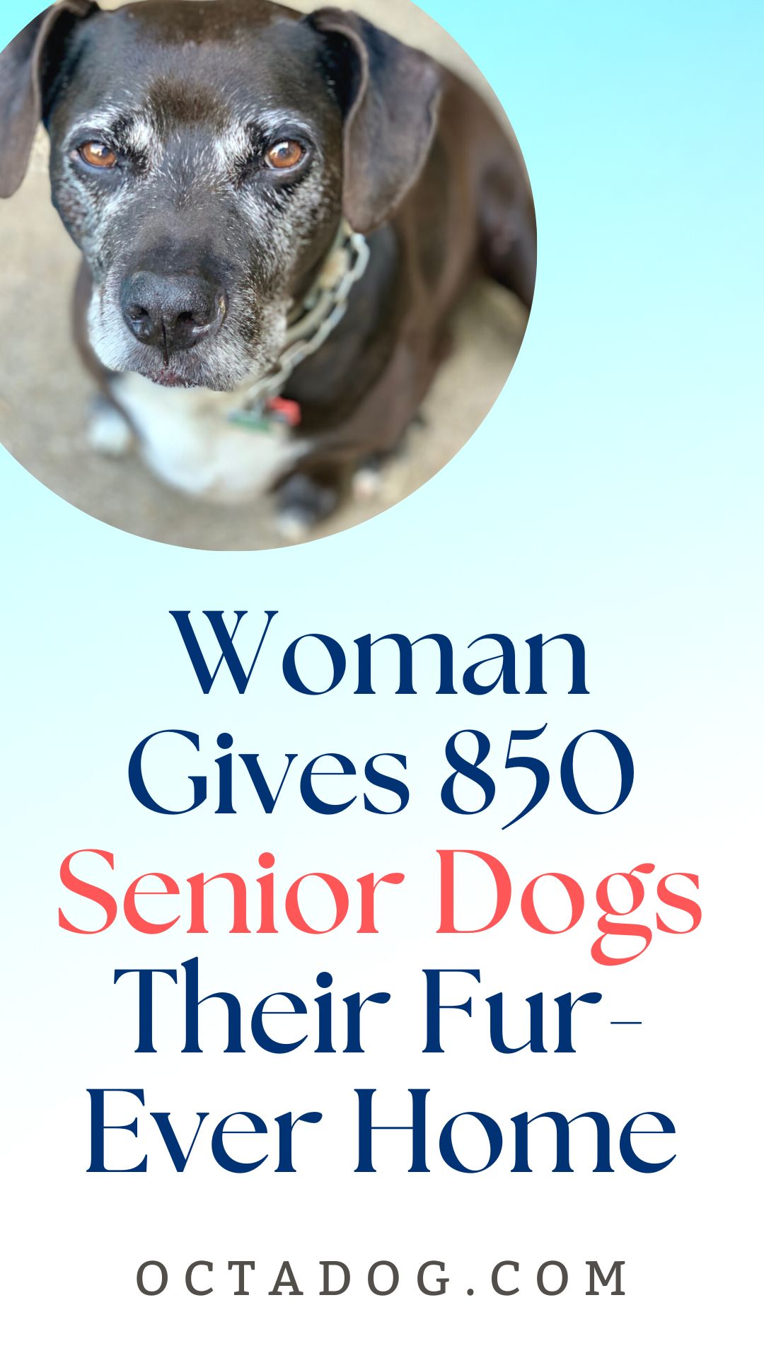 Woman Gives 850 Senior Dogs Their Fur-Ever Home / Canva