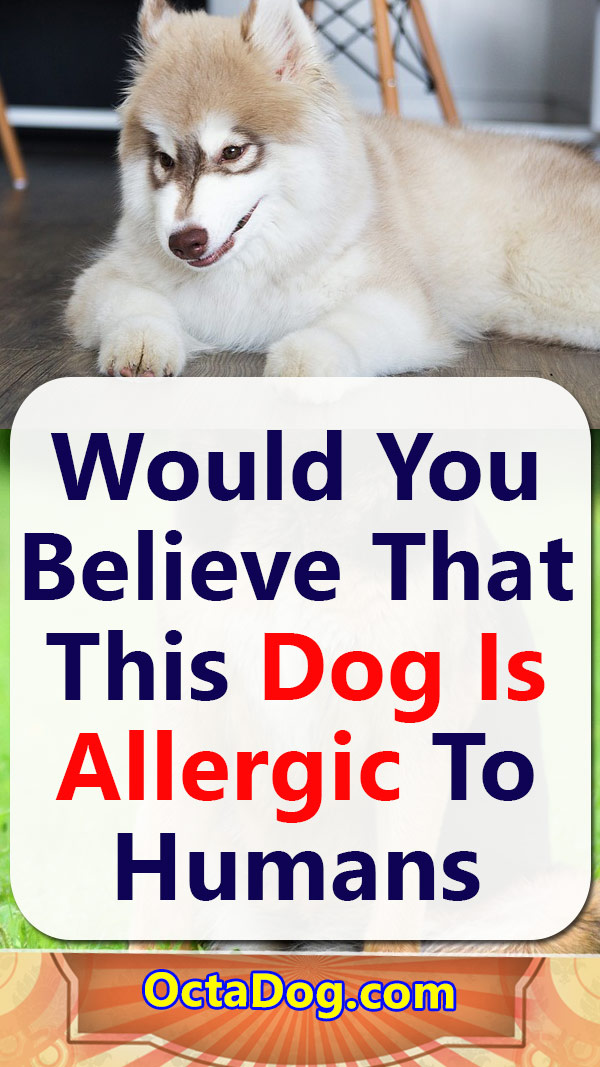 ¿Creerías que este perro es alérgico a los humanos?