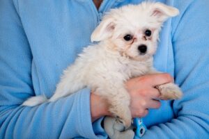 Puppy With Hiccups / Pixabay