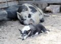 A dog started to mother a piglet / Pixabay