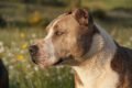 Un pitbull adoptado se cree humano / Pixabay