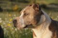A pitbull was rescued from a stolen bus / Pixabay