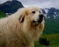 A big white dog loves paragliding with his owner / Pixabay
