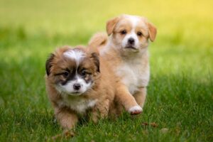 How Fast Do Puppies Grow Up / Pixabay