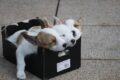 Seven puppies were found in a box outside an animal shelter / Pixabay