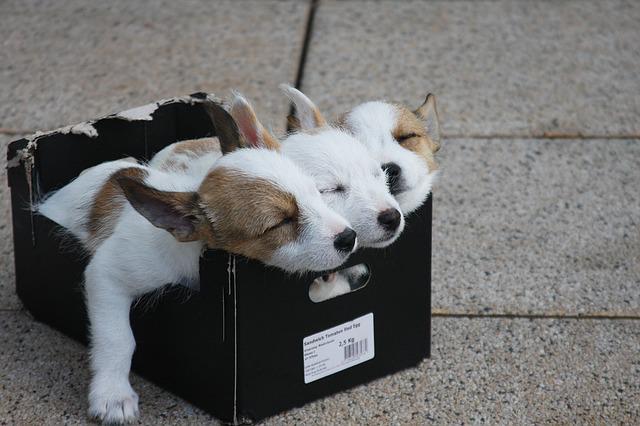 Cachorros encontrados dentro de una caja - Abandonados fuera de un refugio de animales